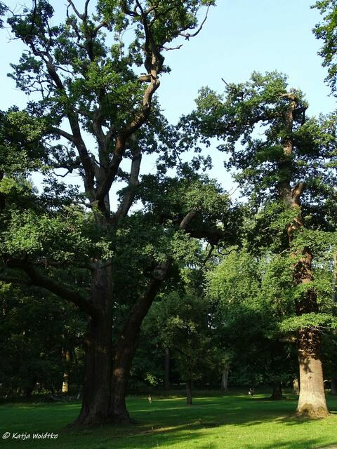 Wenn Bäume Geschichten erzählen könnten... Im Tiergarten Hannover (Foto: Katja Woidtke)