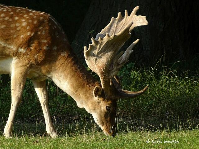 Damhirsch im Tiergarten Hannover (Foto: Katja Woidtke)