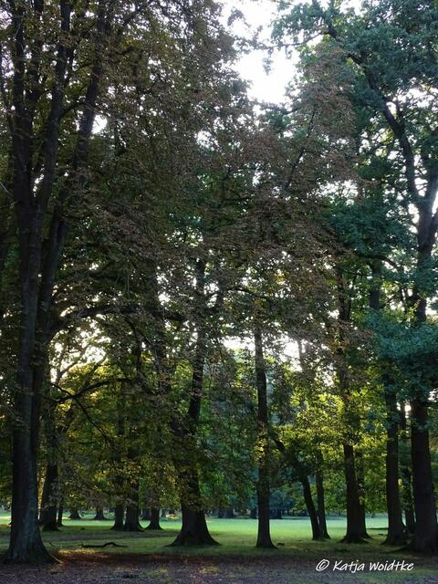 Ein Hauch von Herbst im August im Tiergarten Hannover (Foto: Katja Woidtke)