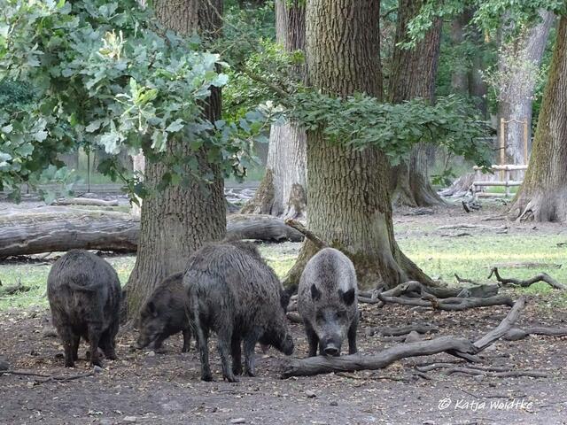 Wildschweine im Tiergarten Hannover (Foto: Katja Woidtke)