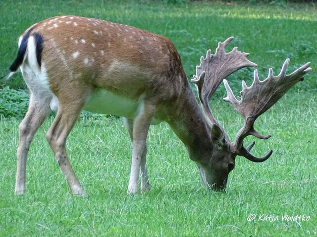 Damhirsch im Tiergarten Hannover (Foto: Katja Woidtke)
