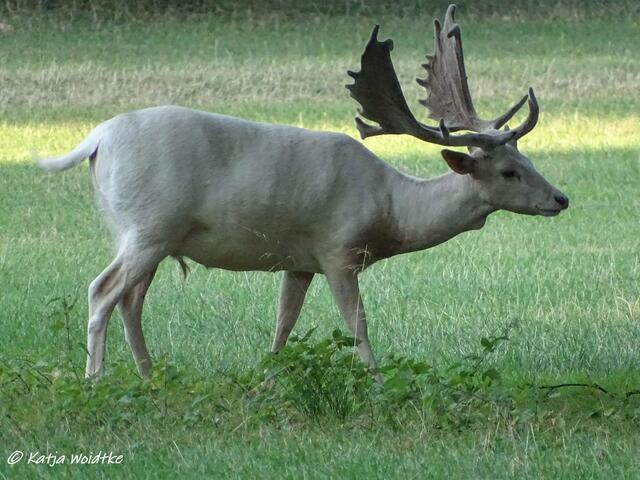 Weißer Damhirsch im Tiergarten Hannover (Foto: Katja Woidtke)