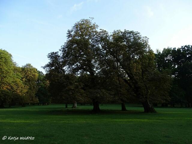 Alter Baumbestand im Tiergarten Hannover (Foto: Katja Woidtke)