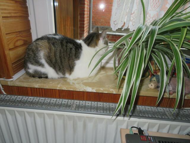 Sogar die Blume wurde zur Seite geschoben.