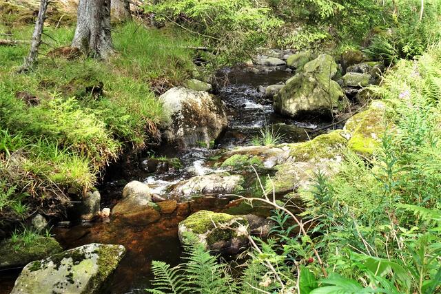 die Radau, an der Färbung das Wasser verrät, dass das Wasser aus einen Hochmoorgebiet stammt