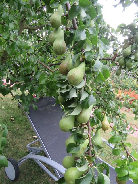 Hängen wie Weintrauben herunter.