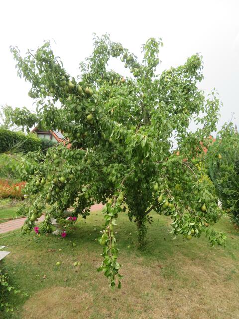 Die Zweige hängne tief herunter.