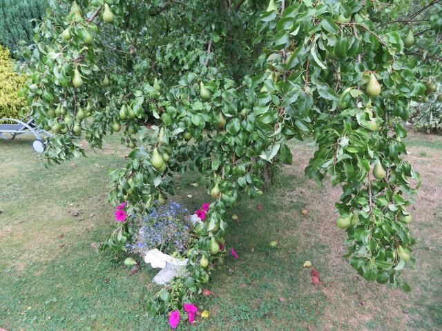 Die Zweige hängen bis im Gras.