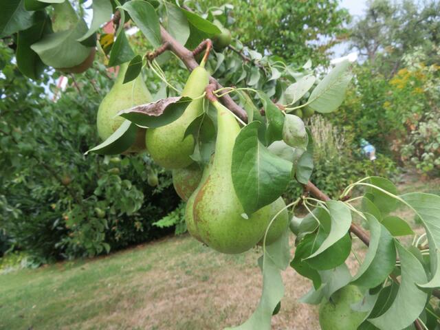 Jetzt sind sie noch dicker.