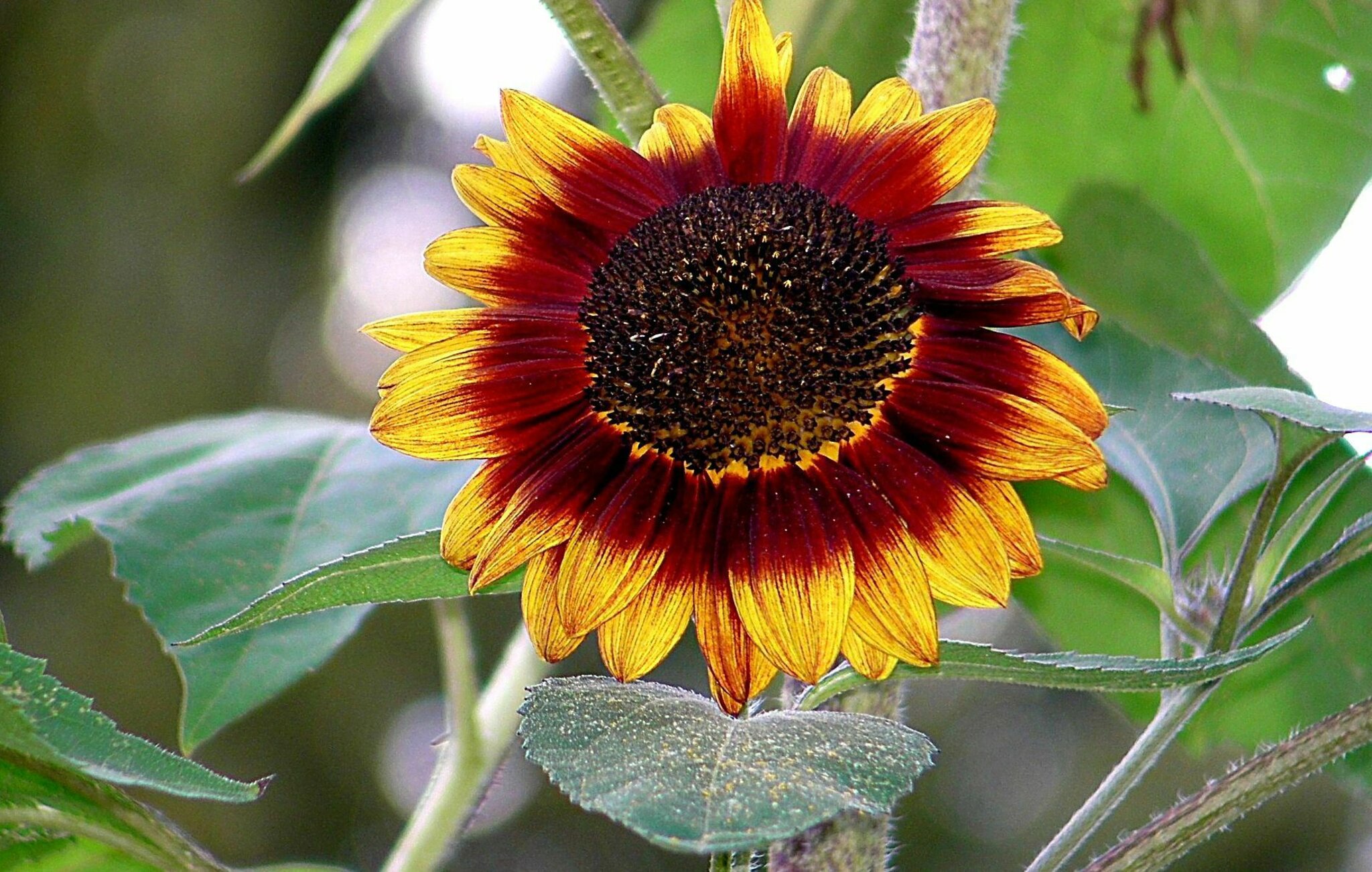 So erblickte die Sonnenblume das Licht der Welt - Essen
