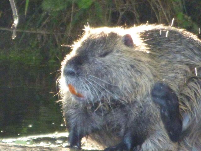 Der Nutria putzt sich