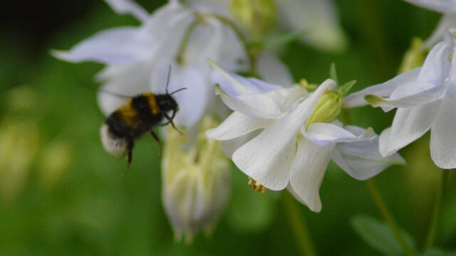 Die Wiesenhummel ist fleißig.