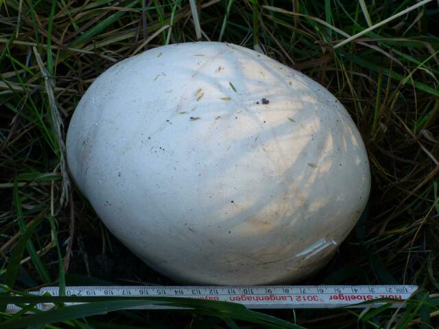 Riesenbovist fast 25 cm