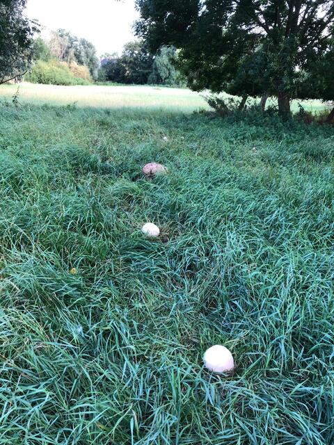 Weiter zurück auf der Wiese. Sind das Fußbälle?