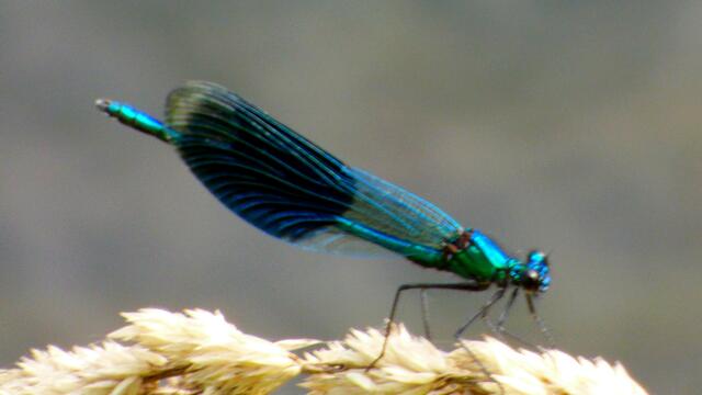 Blauflügel Prachtlibelle
