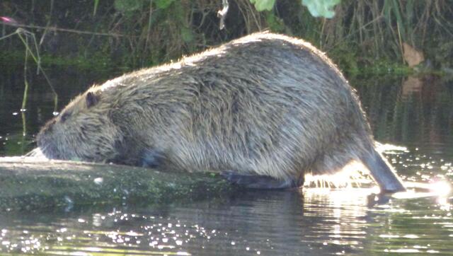 Nutria - eindeutig