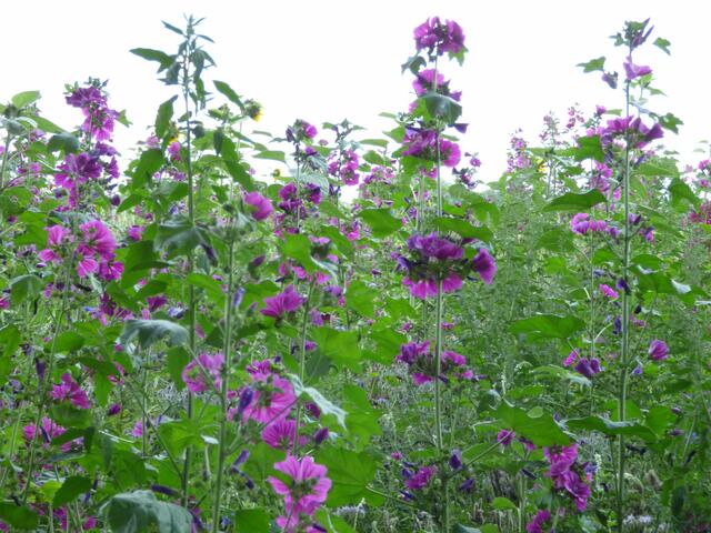Auf der Blumenwiese nebenan