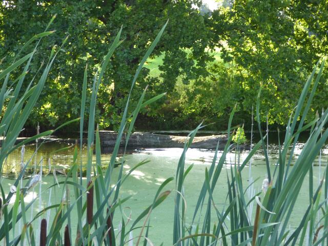 Da schwimmt doch einer?