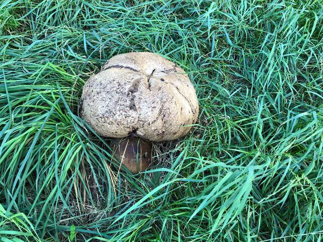 Ist das ein Hocker?
