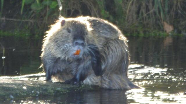 Nutria