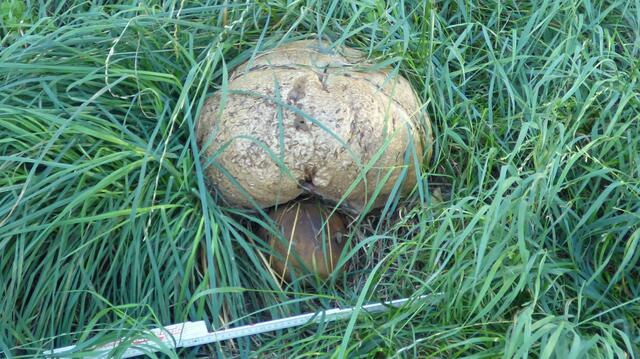 Kartoffelbovist 40 cm
