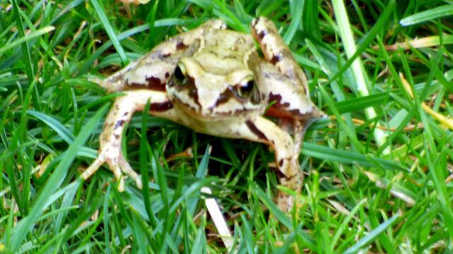 Der Grasfrosch will zum Bach