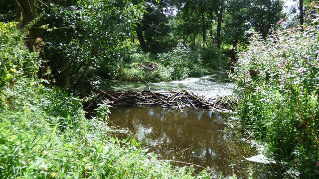 Hier ist der neue Biberdamm seit 5 Tagen. Der Fuchsbach rechts wird jetzt in den Mühlenbach umgeleitet um den Wasserpegel zu erhöhen. Die Alte Leine fängt in Grasdorf an zu verlanden.