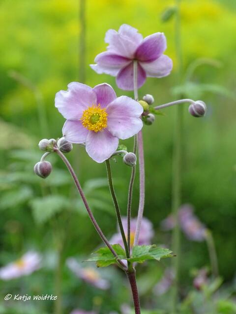 Von der Sonne geküsst -  Herbst-Anemonen im Stadtpark Hannover (Foto: Katja Woidtke)