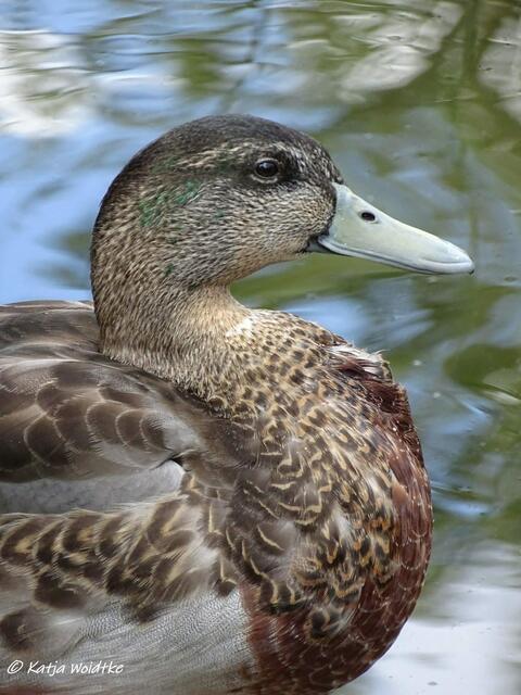 Von der Sonne geküsst - Stockente im Stadtpark Hannover (Foto: Katja Woidtke)