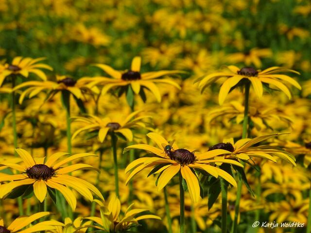 Von der Sonne geküsst -  blühende Staudenbeete im Stadtpark Hannover (Foto: Katja Woidtke)