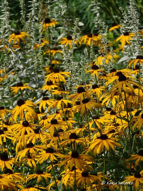 Von der Sonne geküsst -  blühende Staudenbeete im Stadtpark Hannover (Foto: Katja Woidtke)