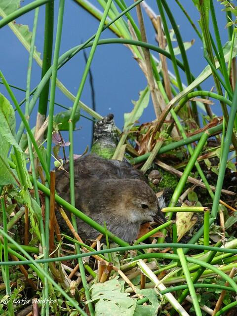 Von der Sonne geküsst -  Teichhuhn im Stadtpark Hannover (Foto: Katja Woidtke)