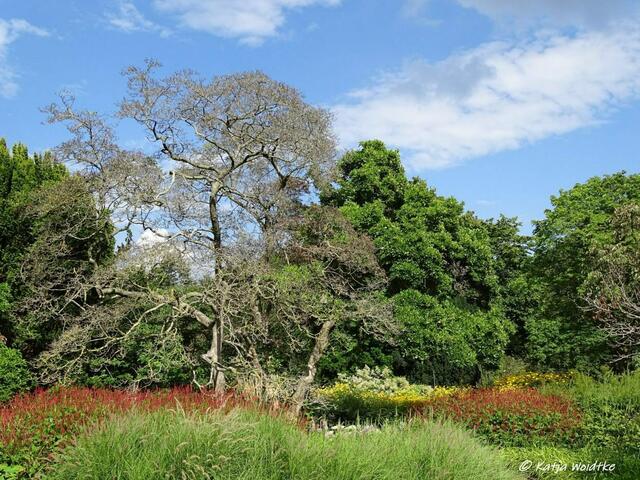 Von der Sonne geküsst -  Staudenbeete im Stadtpark Hannover (Foto: Katja Woidtke)
