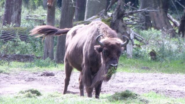 Der Wisent posiert. Bis nächstes mal.