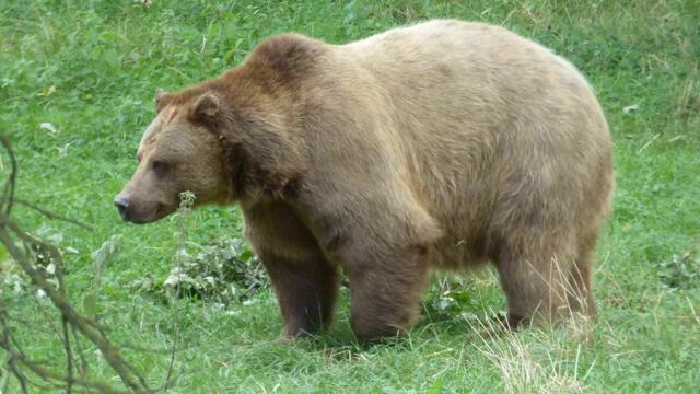 Braunbär beim Spaziergang
