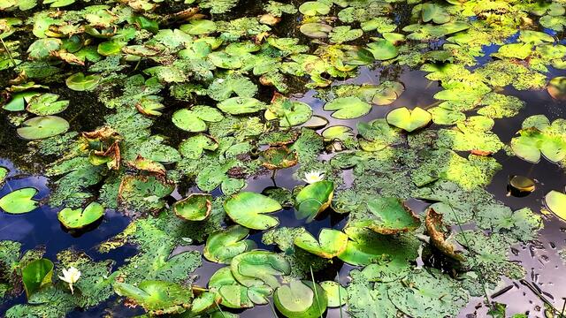 29. August 2020. Altwarmbüchener See. III. Bleibt gesund!