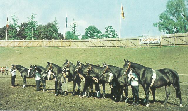 Sieg der Trakehner Rappenkollektion auf der DLG- Ausstellung in München 1955: vorn Polarfahrt, Originaltrakehnerin, v. Bussard-Astor | Foto: Dr. Willer