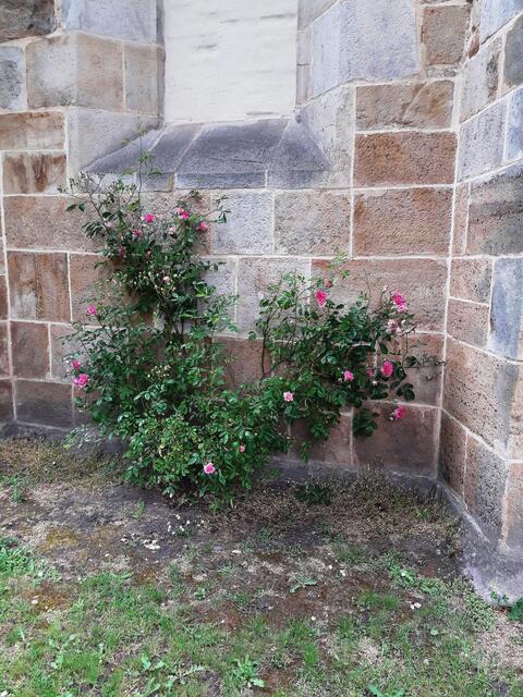 Rosenbusch unter der "Schweigerose"