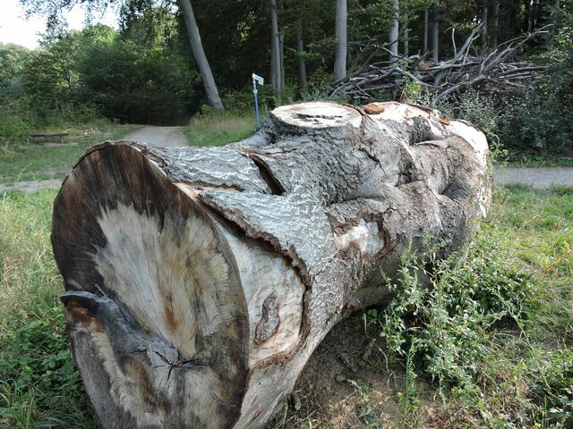 gewaltige Eichenbaumstämme