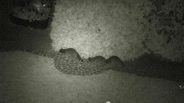 Waschbären auf Überwachungskamera bei mir zu Hause