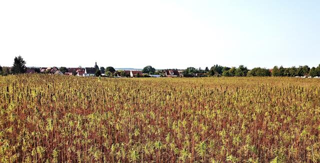 ein legales Hanffeld (unter 0,2 % THC)  mit der Ortschaft Dankerode im Hintergrund