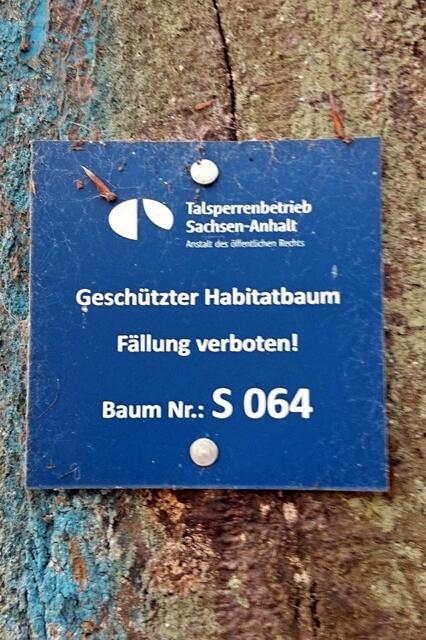 einige Bäume sind am Dankeröder Gestell so gezeichnet