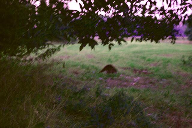 Waschbär spät abends bei den Pilzen