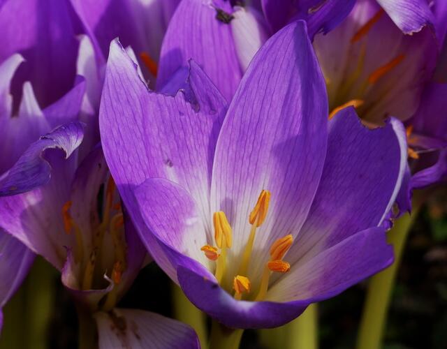 ähnelt dem Krokus