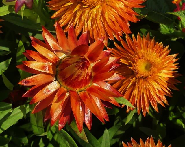 erinnern an "Strohblumen"