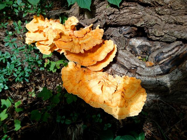 Pilze an einem Baumstamm