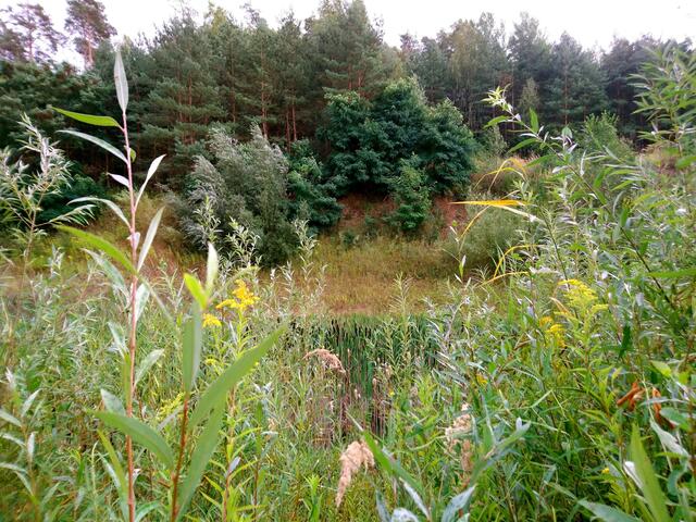 Wilde Natur in einem ehemaligen Abbaugebiet.