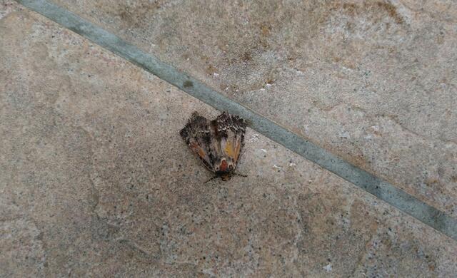 Ein schöner Schmetterling