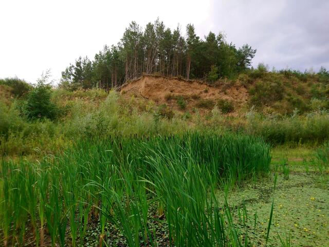 Wasser, Gräser, Schilf, Wildblumen und Bäume haben sich schon angesiedelt.