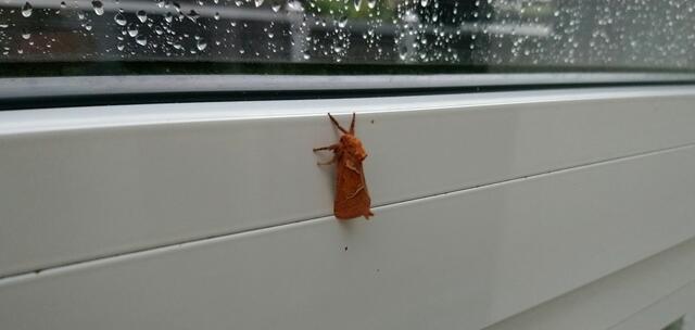 Interessanter Besuch